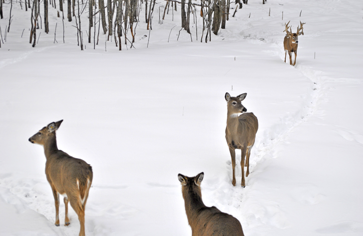 Upper Peninsula Hunting | UP Hunting | UP Bear Hunting | UP Deer Hunting