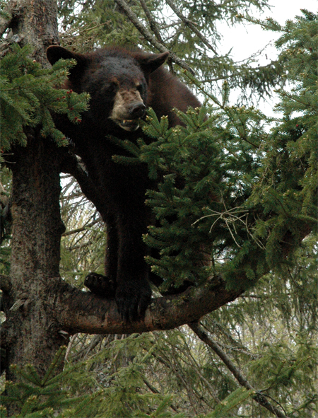 Upper Michigan Hunting - UP Black Bear Hunting